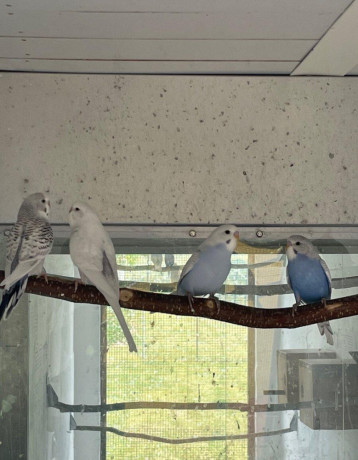 predam-andulky-big-2