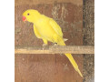 predam-papagaja-small-1