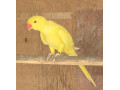 predam-papagaja-small-0