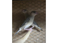 predam-vtakov-small-3