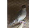 predam-vtakov-small-2