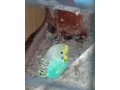 predam-andulky-small-1