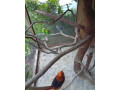 predam-andulky-small-2