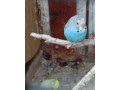 predam-andulky-small-0