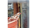 predam-zebricky-small-2