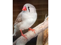 predam-zebricky-small-3