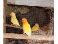 agapornis-small-0