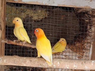 agapornis