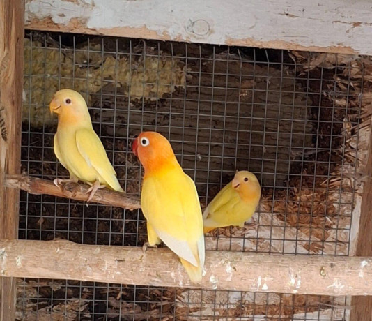 agapornis-big-0