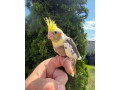 korela-krotka-mlada-small-0