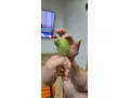 forpus-papagajik-sedokridly-small-2
