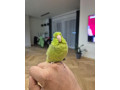 forpus-papagajik-sedokridly-small-0