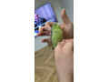 forpus-papagajik-sedokridly-small-4