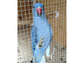 alexander-maly-small-2