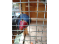 alexander-maly-small-4