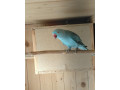alexander-maly-small-3