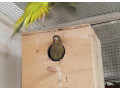 andulka-black-face-cierna-small-2