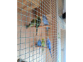 predam-andulky-small-2