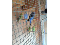 predam-andulky-small-1