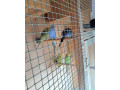predam-andulky-small-0