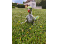 alexander-maly-na-rucne-dokrmenie-small-1