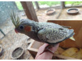 korela-small-0