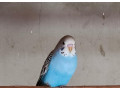 andulky-small-0
