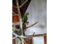 alexander-maly-small-1