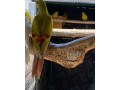 papagaj-horsky-zlty-pastel-small-1