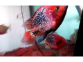 vieja-synspila-blue-spotted-small-0