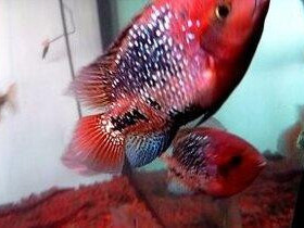 vieja-synspila-blue-spotted