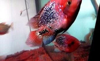 vieja-synspila-blue-spotted-big-0