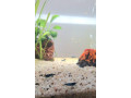 predam-25l-akvarium-aquael-small-4
