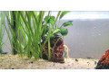 predam-25l-akvarium-aquael-small-3