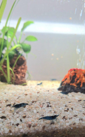 predam-25l-akvarium-aquael-big-4