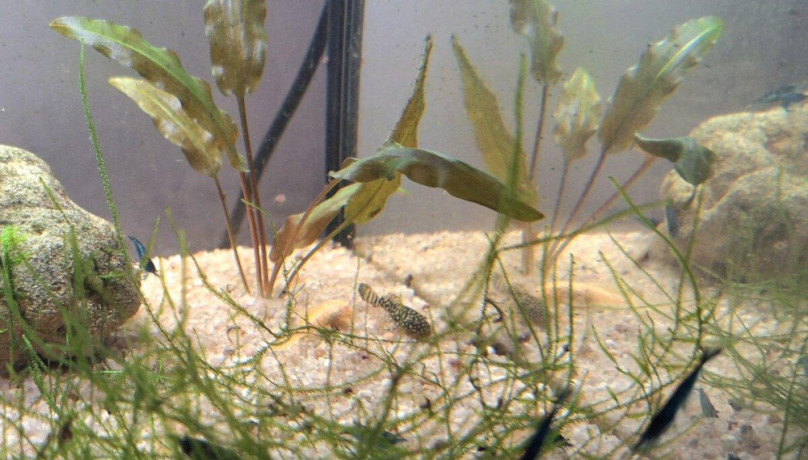 predam-25l-akvarium-aquael-big-2