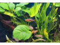 predam-rybky-small-1