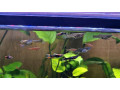 predam-rybky-small-2