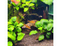 predam-rybky-small-0