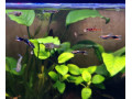 predam-rybky-small-3