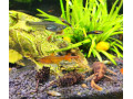 predam-rybky-small-4