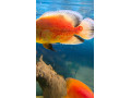 ocellatus-small-2