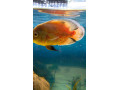 ocellatus-small-1