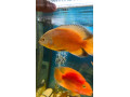 ocellatus-small-0