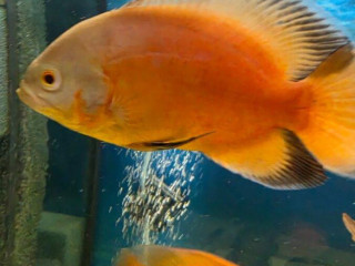 ocellatus