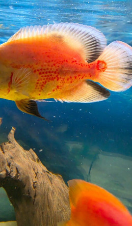 ocellatus-big-2