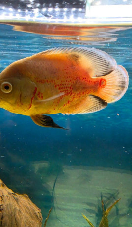 ocellatus-big-1