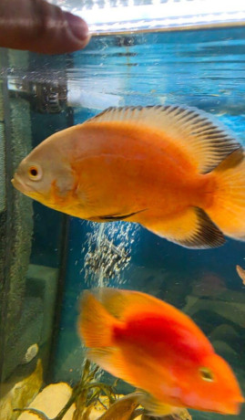 ocellatus-big-0