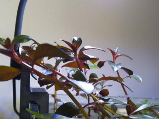 led-svetlo-pre-male-akvarium