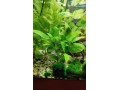 akvarijne-rastliny-hygrophila-corymbosa-small-0